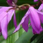 Orquídeas rústicas para cultivar no jardim