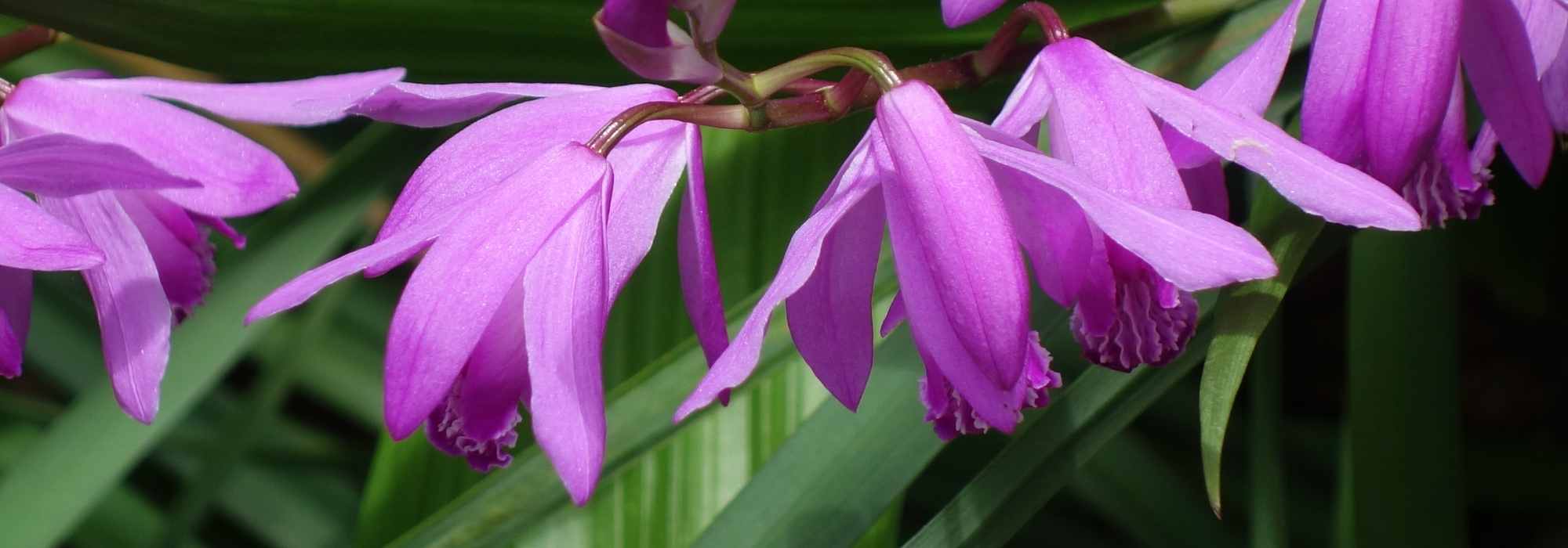 Orquídeas rústicas para cultivar no jardim