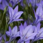 Triteleia - Triteleia: plantar, cultivar e cuidar