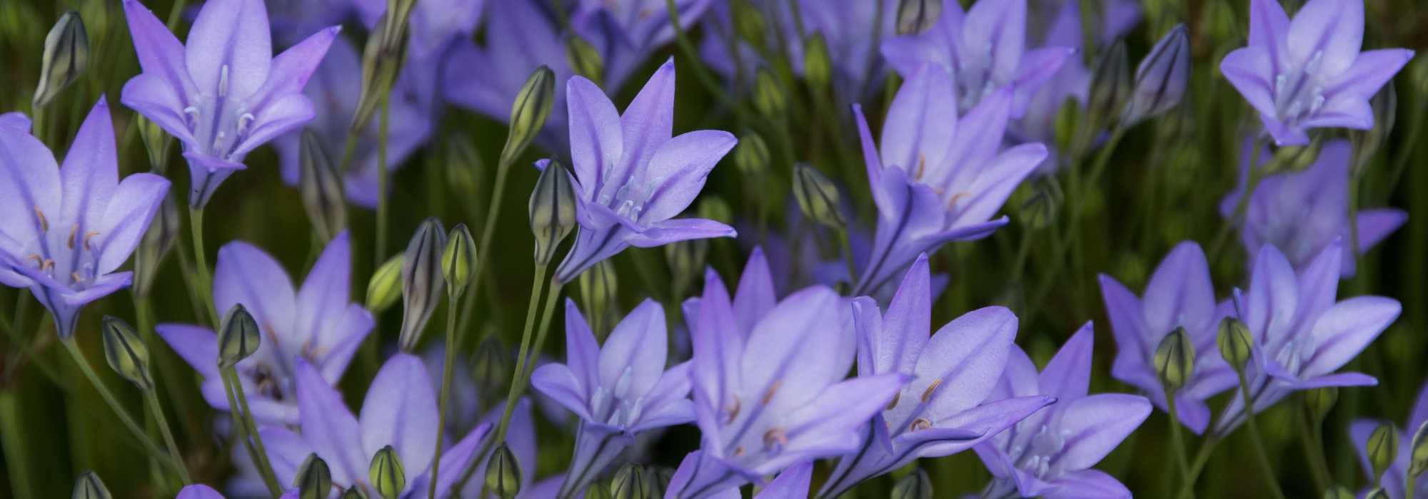 Triteleia - Triteleia: plantar, cultivar e cuidar
