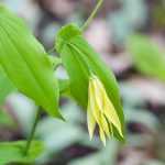 Uvularia: Plantar, cultivar e cuidar