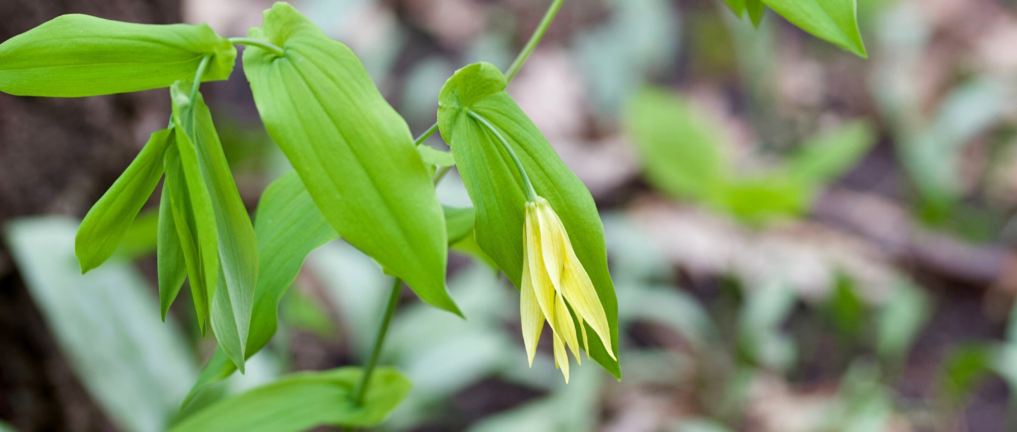 Uvularia: Plantar, cultivar e cuidar