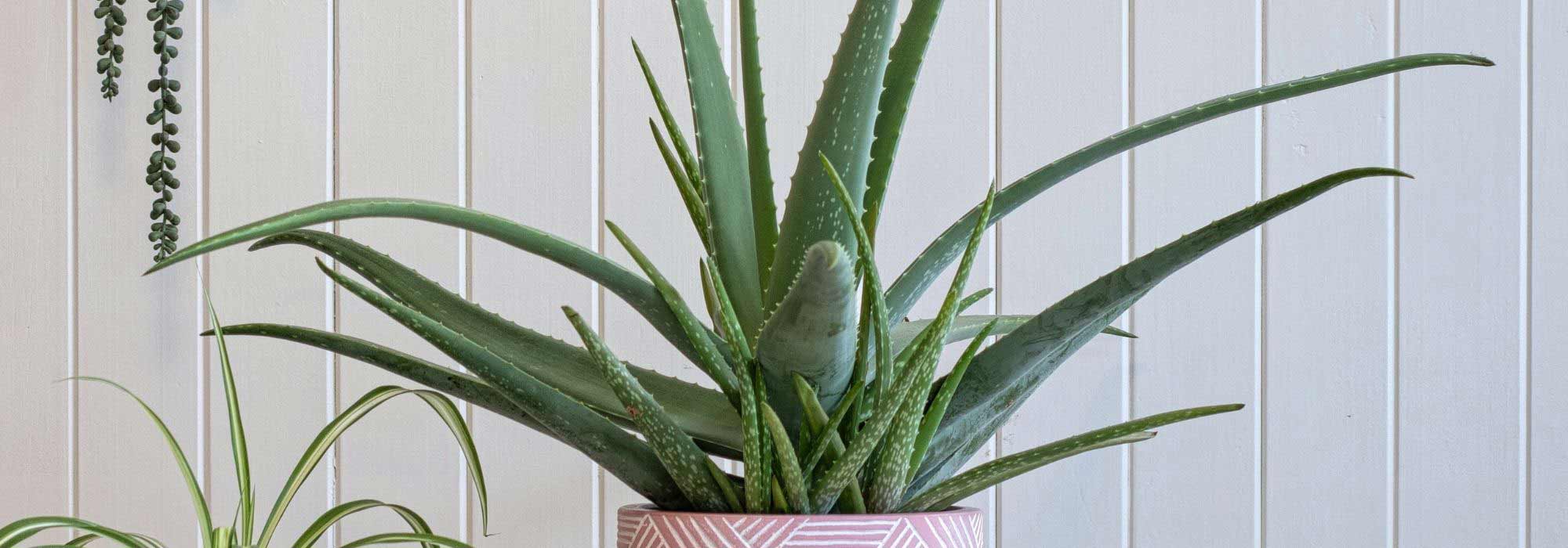 Como cultivar aloé-vera?