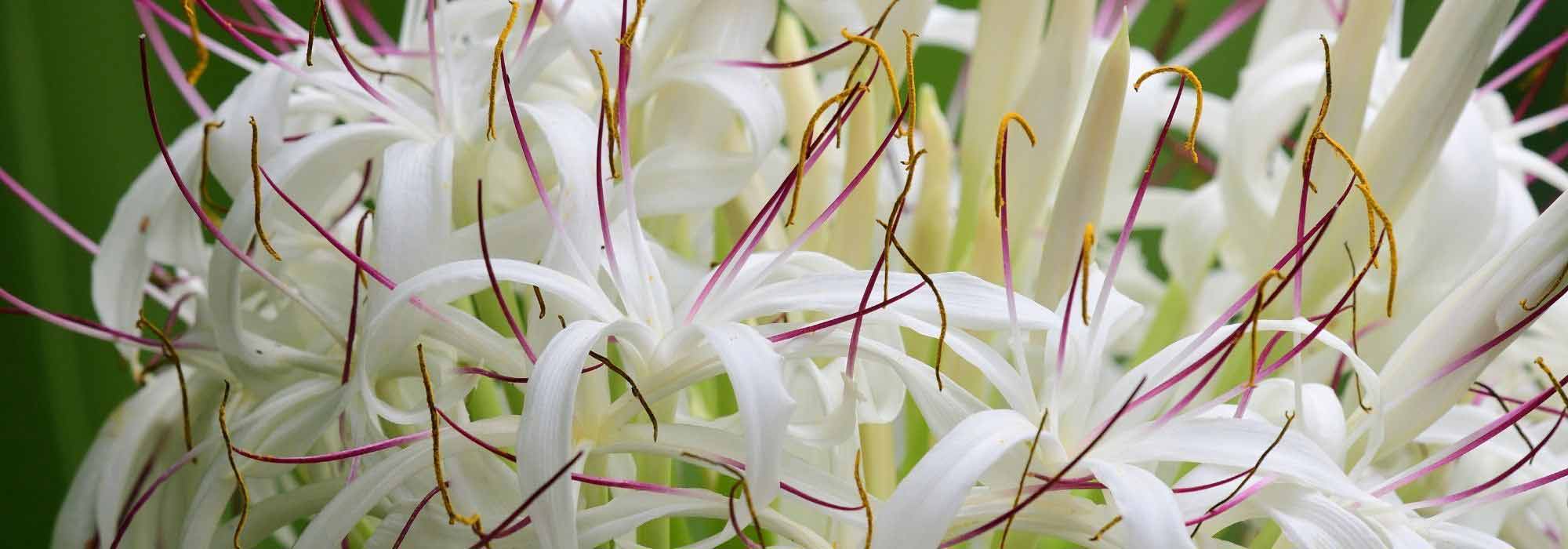 7 bolbos de verão com flores excecionais
