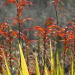 Chasmanthe - Chasmante: plantar, cultivar e cuidar