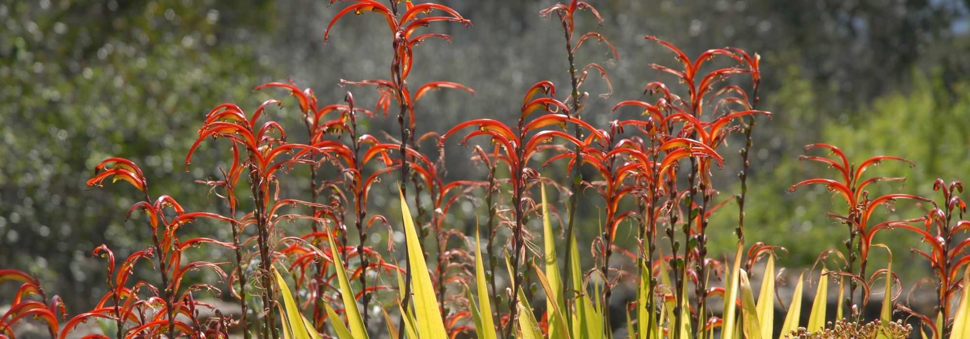 Chasmanthe - Chasmante: plantar, cultivar e cuidar