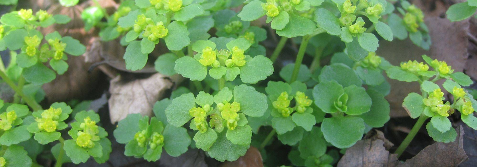 Chrysosplenium ou dorina: plantação, cultivo e cuidados