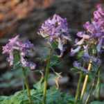 Corydalis bulboso: plantação, cultivo, manutenção