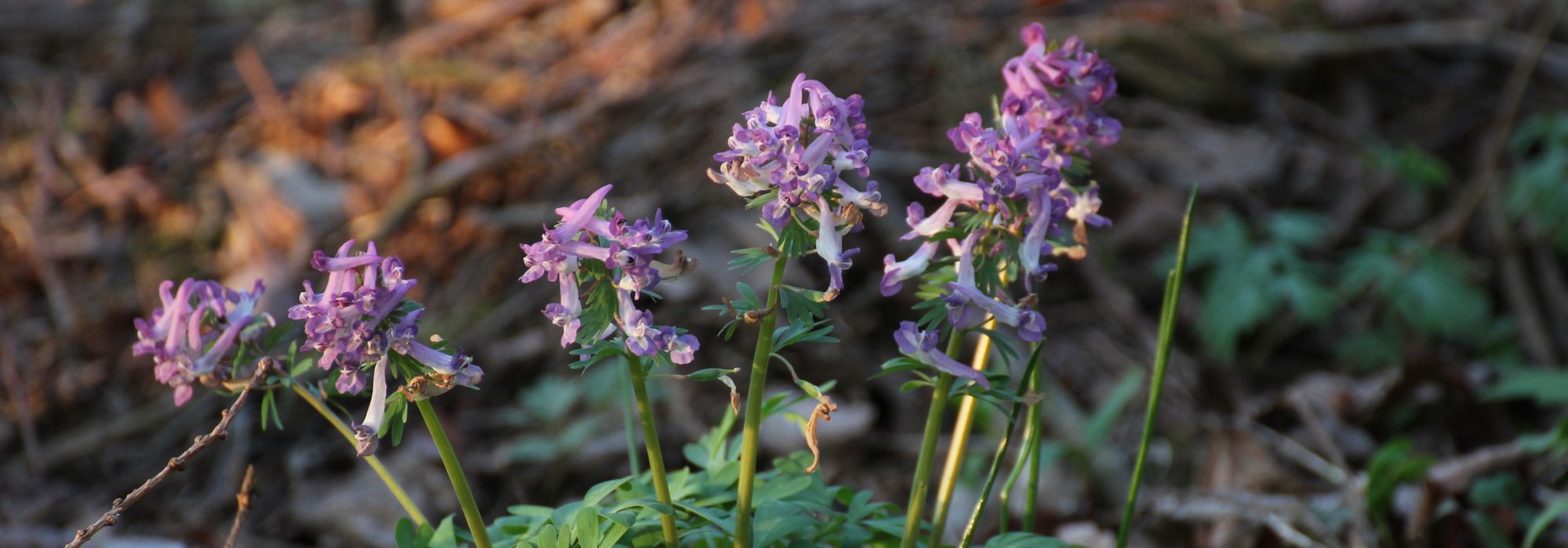 Corydalis bulboso: plantação, cultivo, manutenção