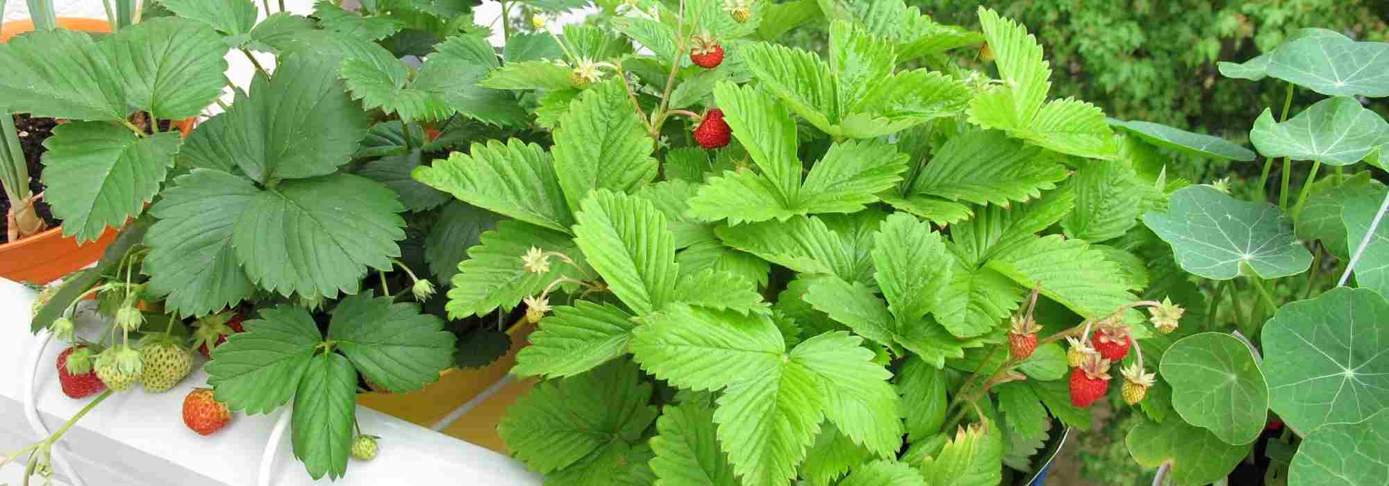 Cultivar morangos na varanda