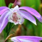 Cultivar uma pleione em vaso