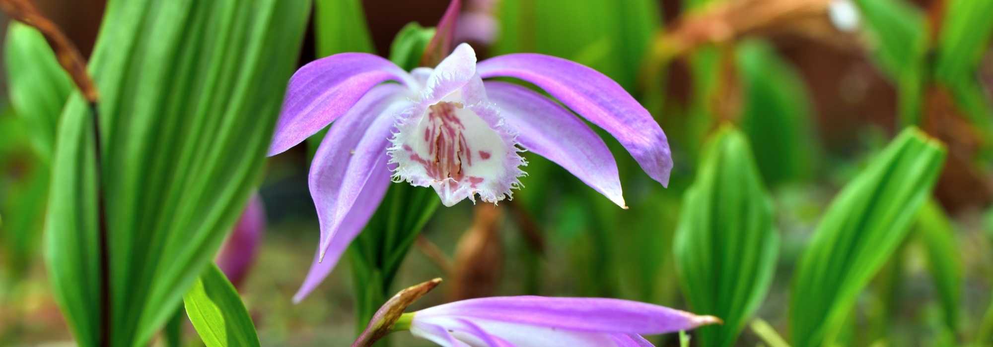 Cultivar uma pleione em vaso
