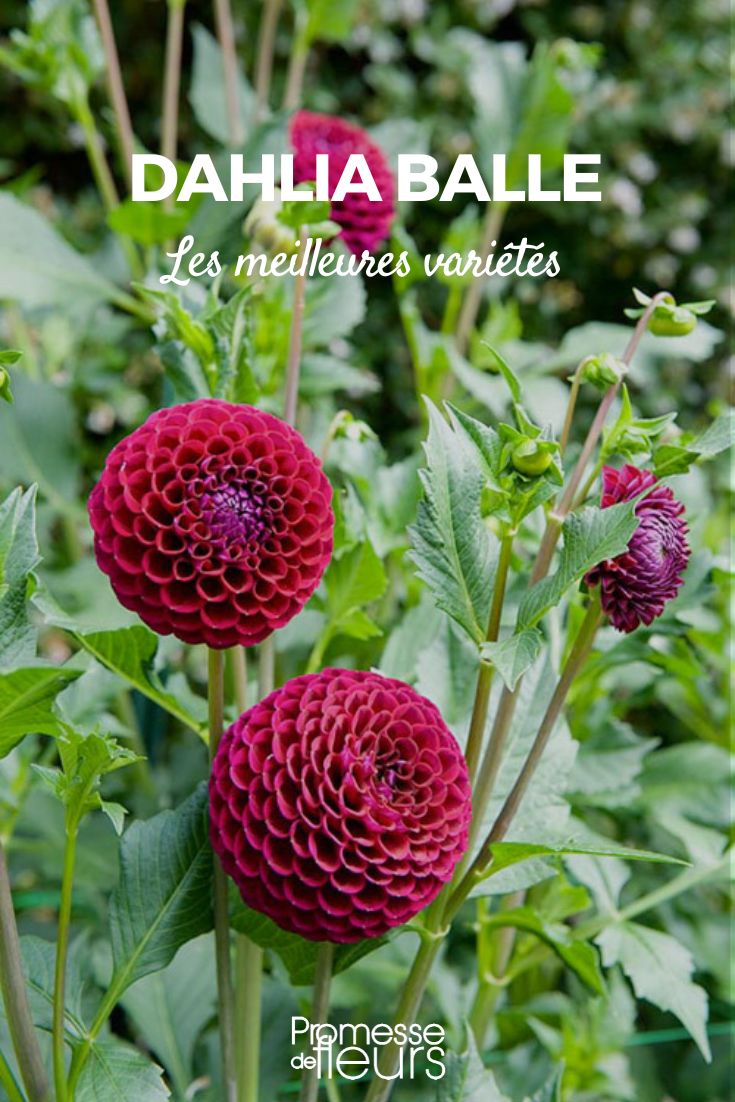 Dália bola: as melhores variedades