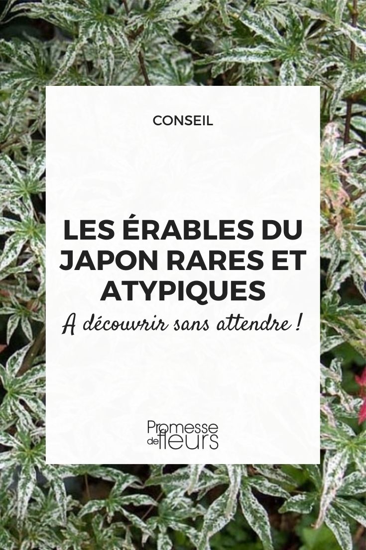 bordos-do-japão raros e atípicos