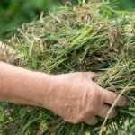 É possível fazer compostagem com "ervas daninhas"?