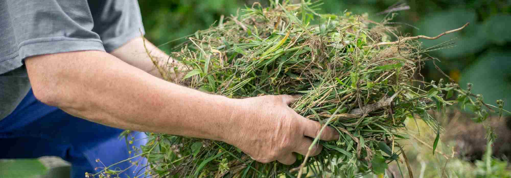 É possível fazer compostagem com "ervas daninhas"?