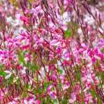 7 plantas com flores durante todo o verão
