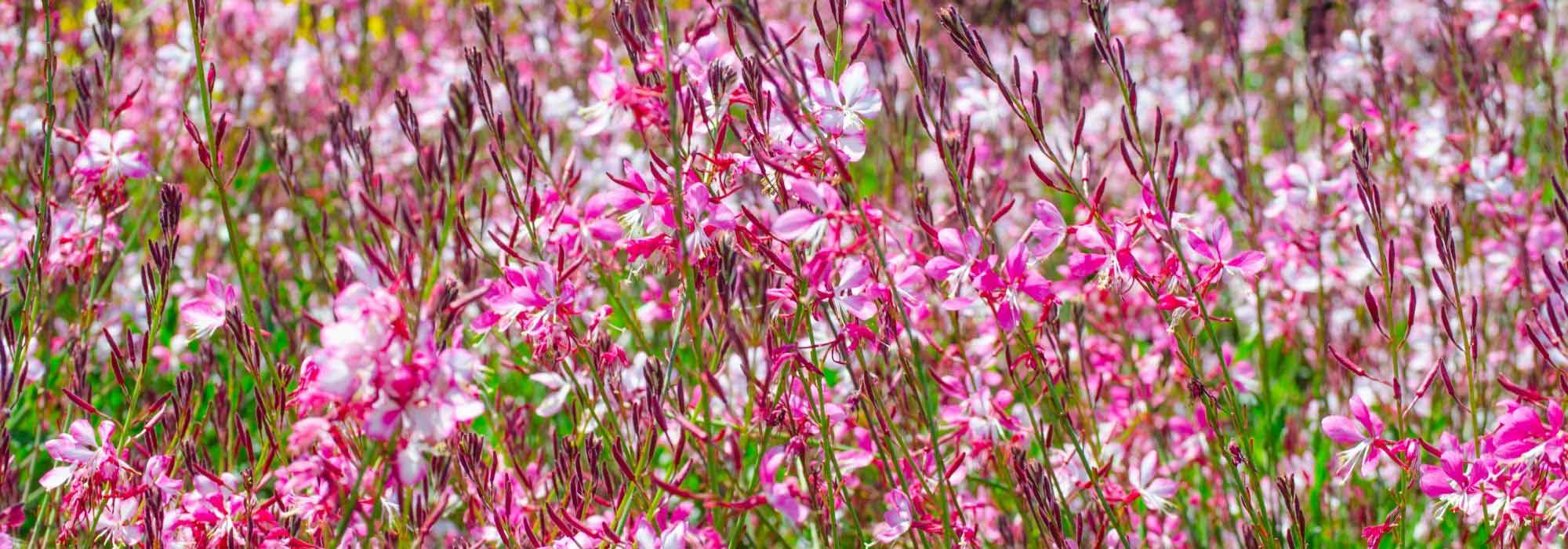 7 plantas com flores durante todo o verão