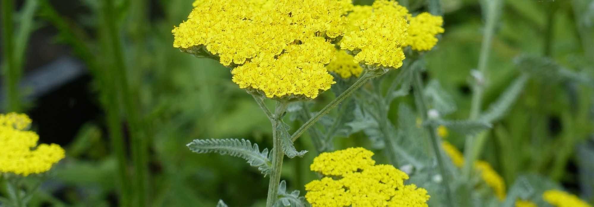 8 mil-folhas-amarelas que deve ter no jardim