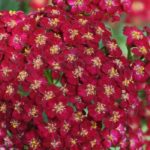 7 aquileias vermelhas que deve ter no seu jardim