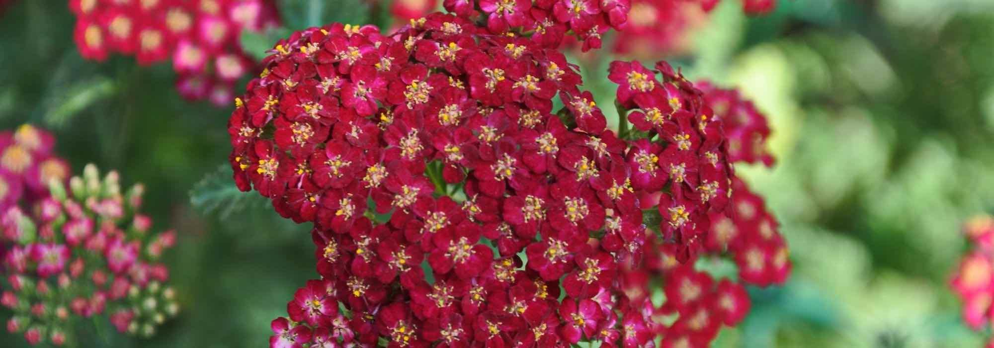 7 aquileias vermelhas que deve ter no seu jardim
