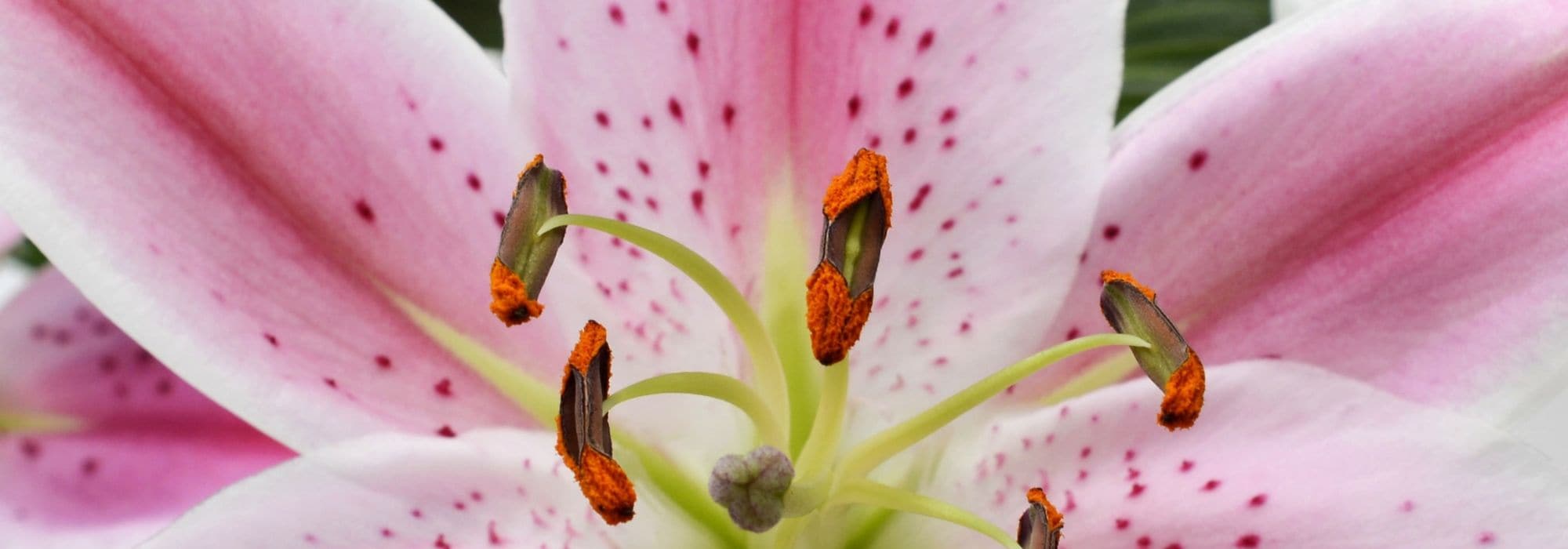6 bolbos de verão com flores perfumadas