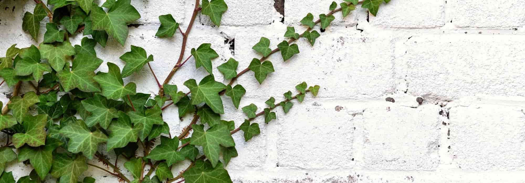 Muro meeiro: o que plantar?