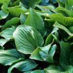 Hostas: apostas seguras