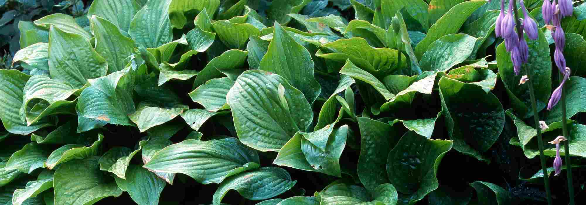 Hostas: apostas seguras