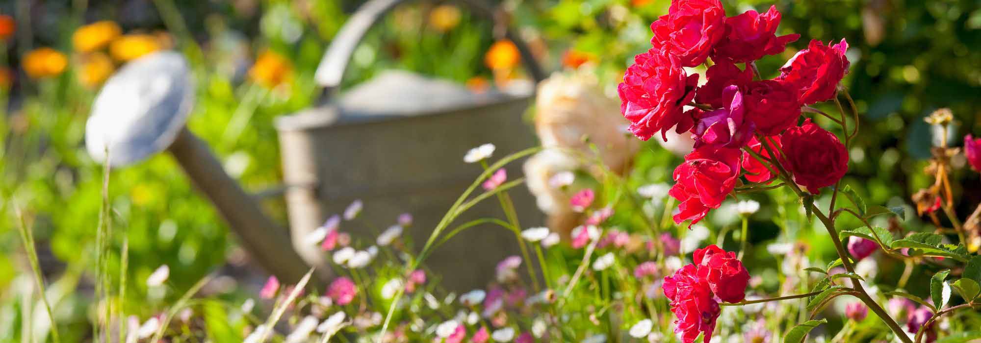 O que fazer no jardim em junho?
