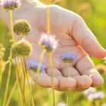 Criar um jardim sensorial