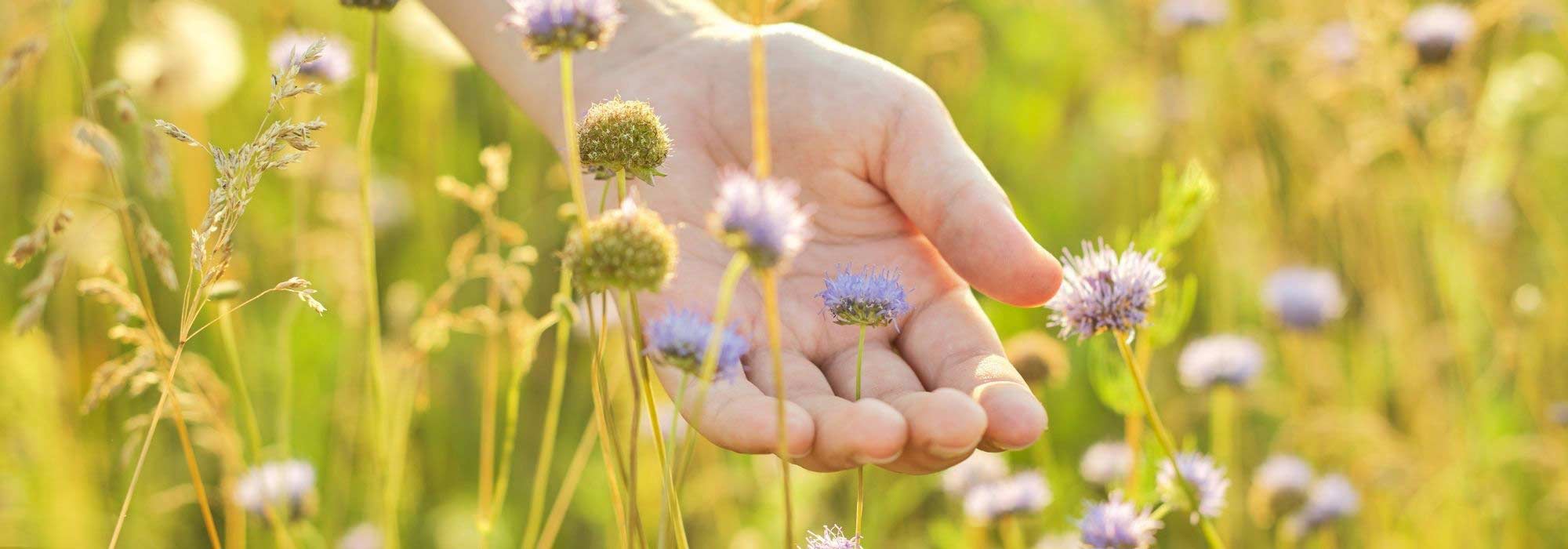 Criar um jardim sensorial