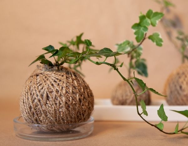 Como fazer um kokedama de hera?