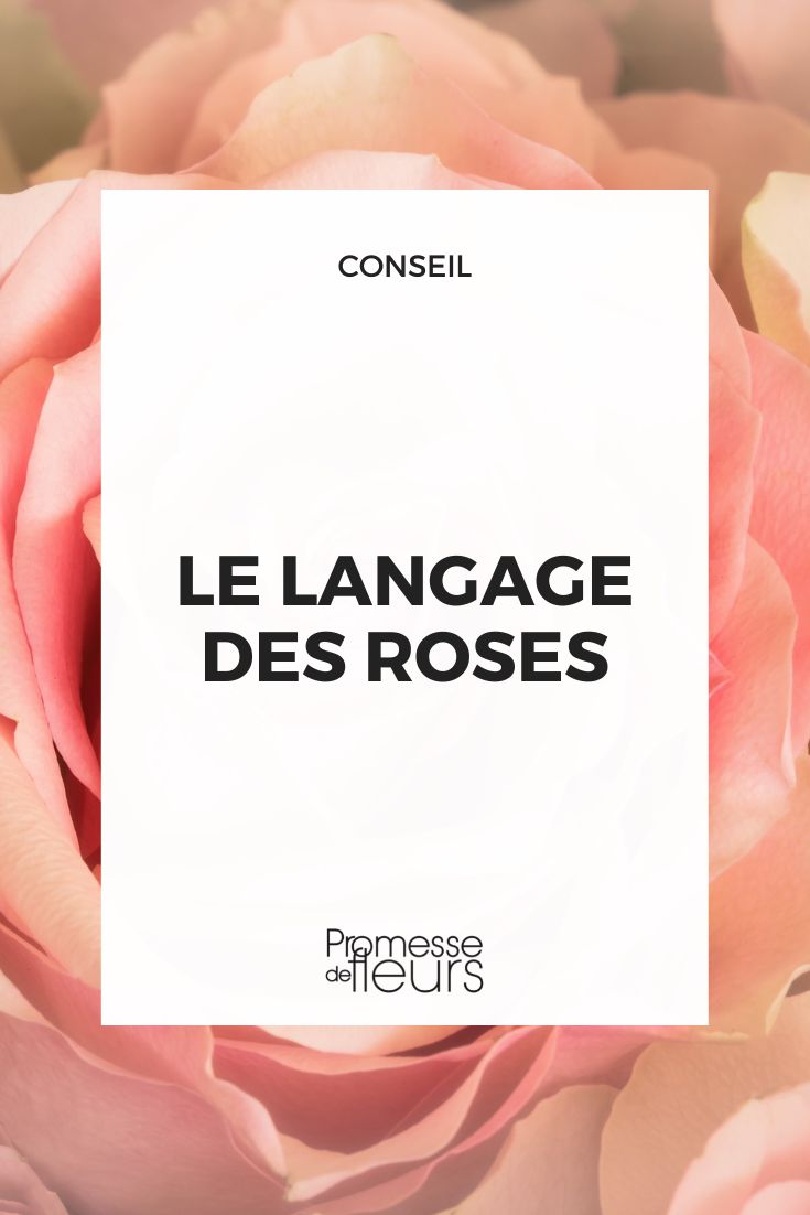 linguagem das rosas