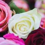 A linguagem das rosas