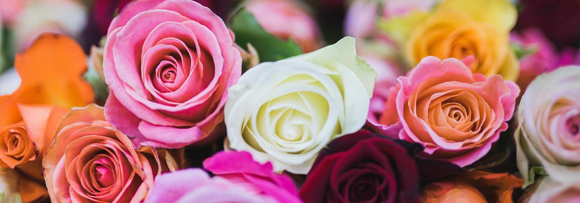 A linguagem das rosas