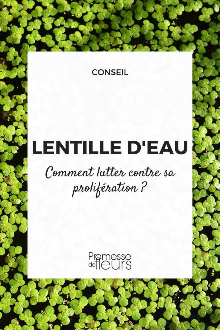 lentilha-de-água