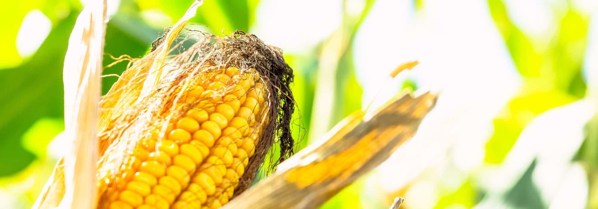 10 milhos para cultivar na horta