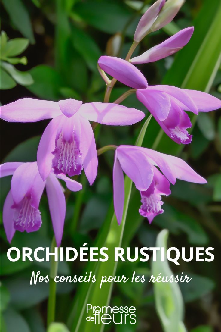 Os nossos conselhos para cultivar orquídeas rústicas com sucesso