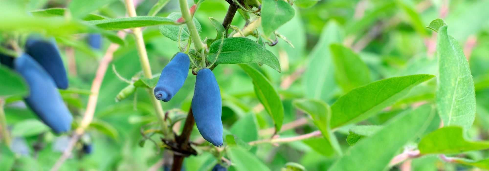 Pequenos frutos em solo argiloso