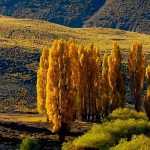 Choupo - Populus: plantar, cultivar e cuidar