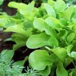 10 legumes indispensáveis para criar a sua primeira horta