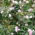 Rosas tão bonitas que apetece comê-las no jardim