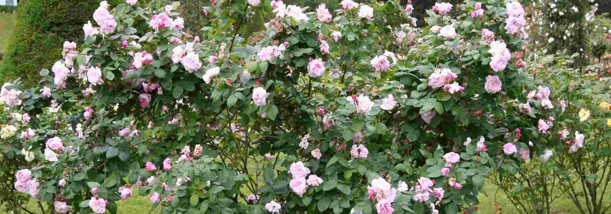 Rosas tão bonitas que apetece comê-las no jardim