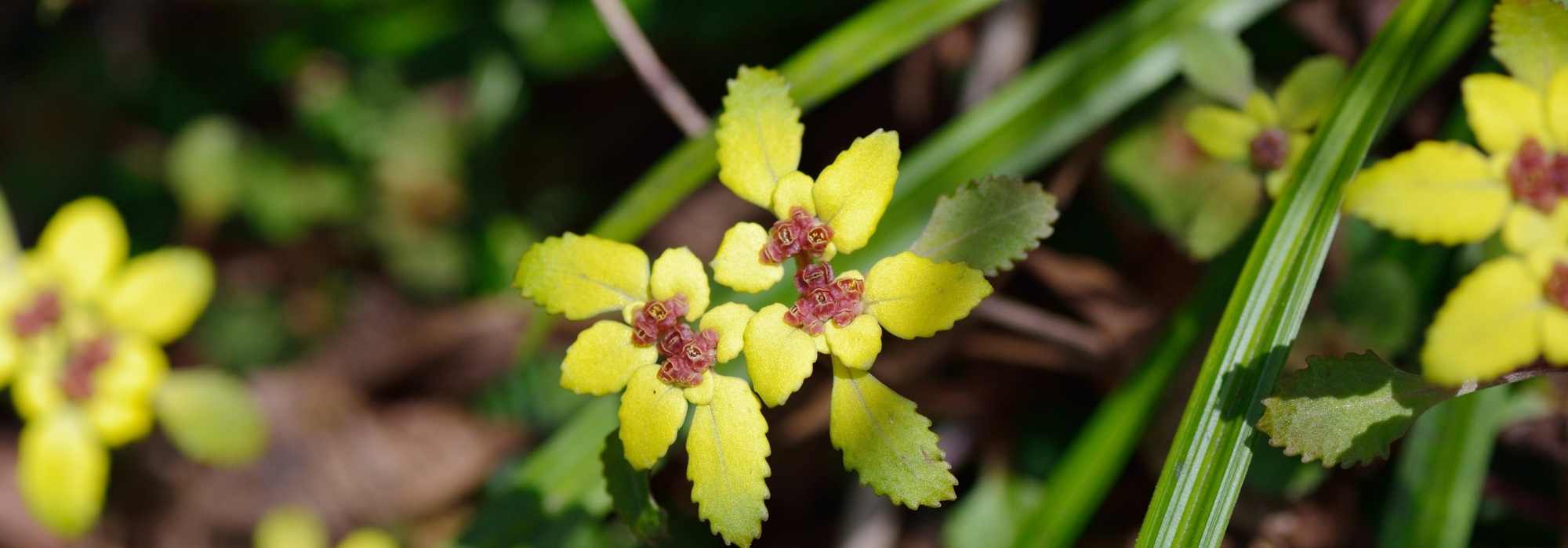 Combinar o Chrysosplenium