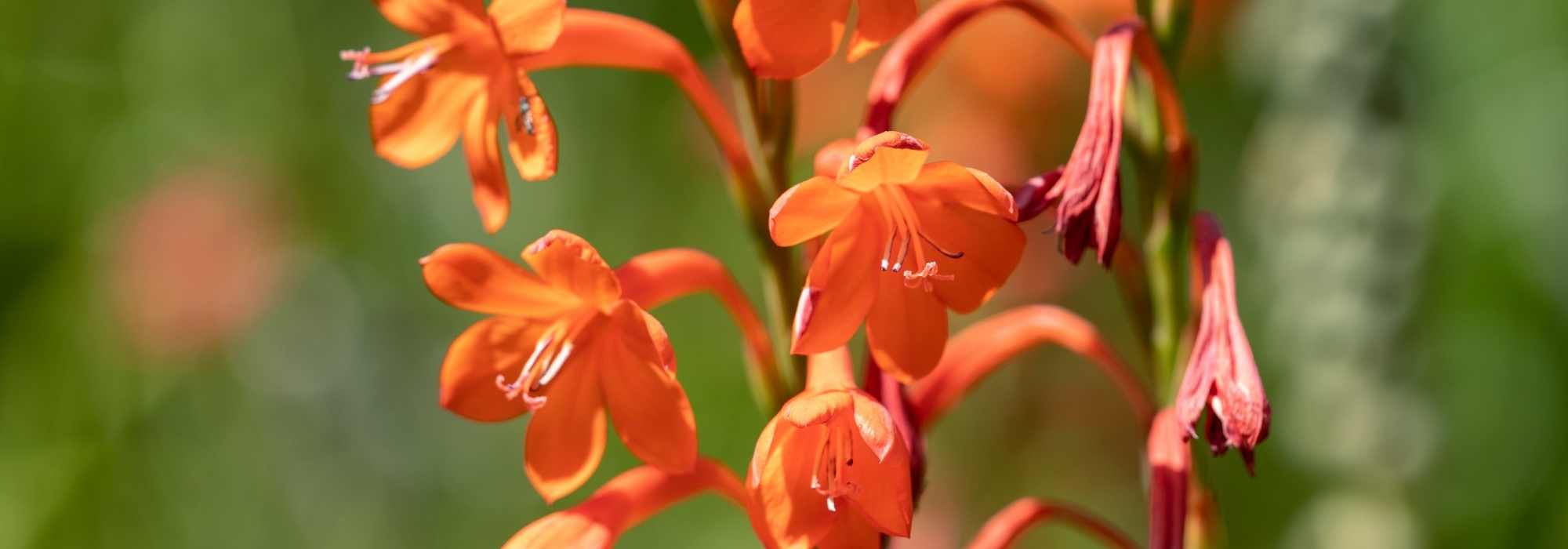 Combinar a watsonia