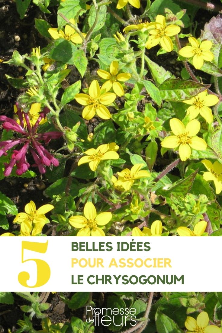 Combinações com Chrysogonum no jardim