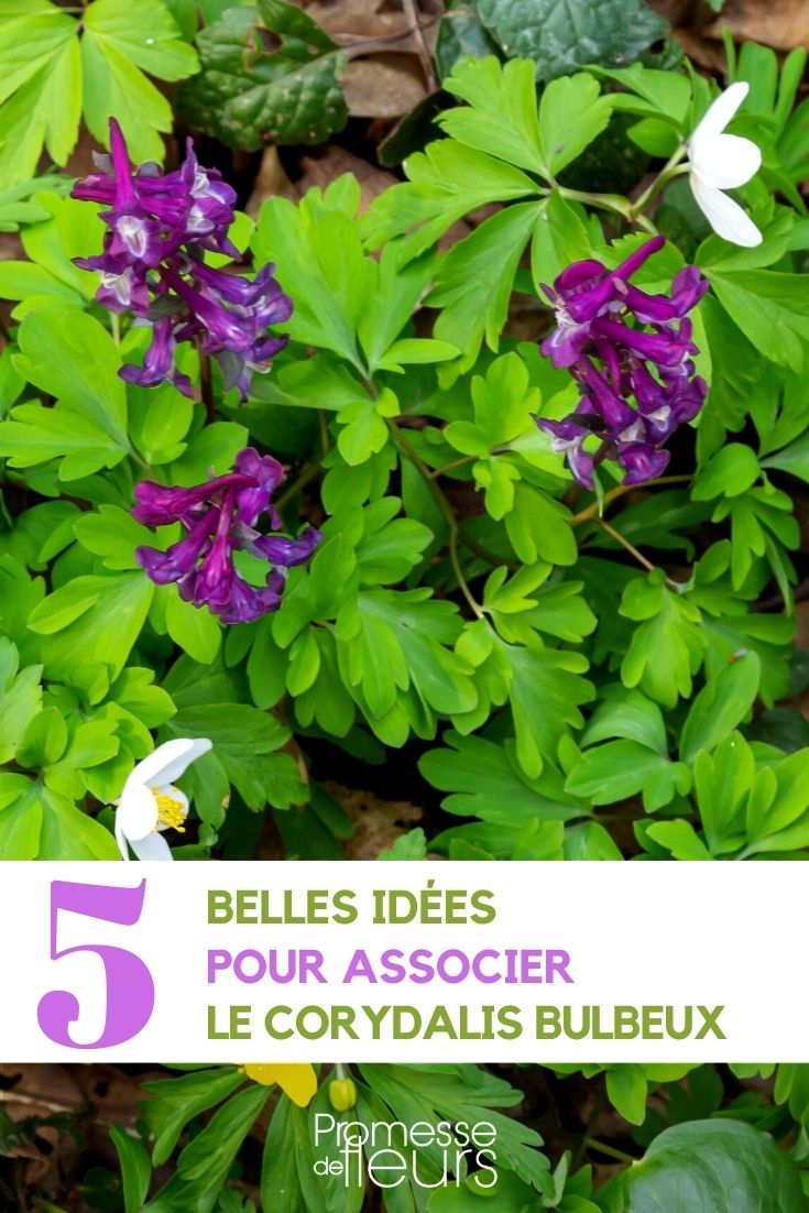 associação de Corydalis solida no jardim