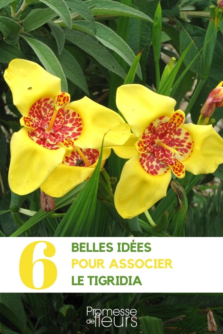 Associação de tigrídias para o jardim e para o vaso