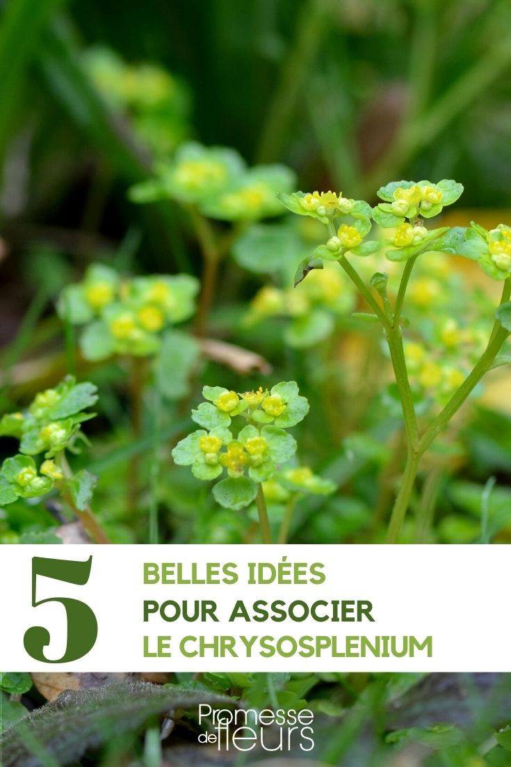 Combinar o Chrysosplenium